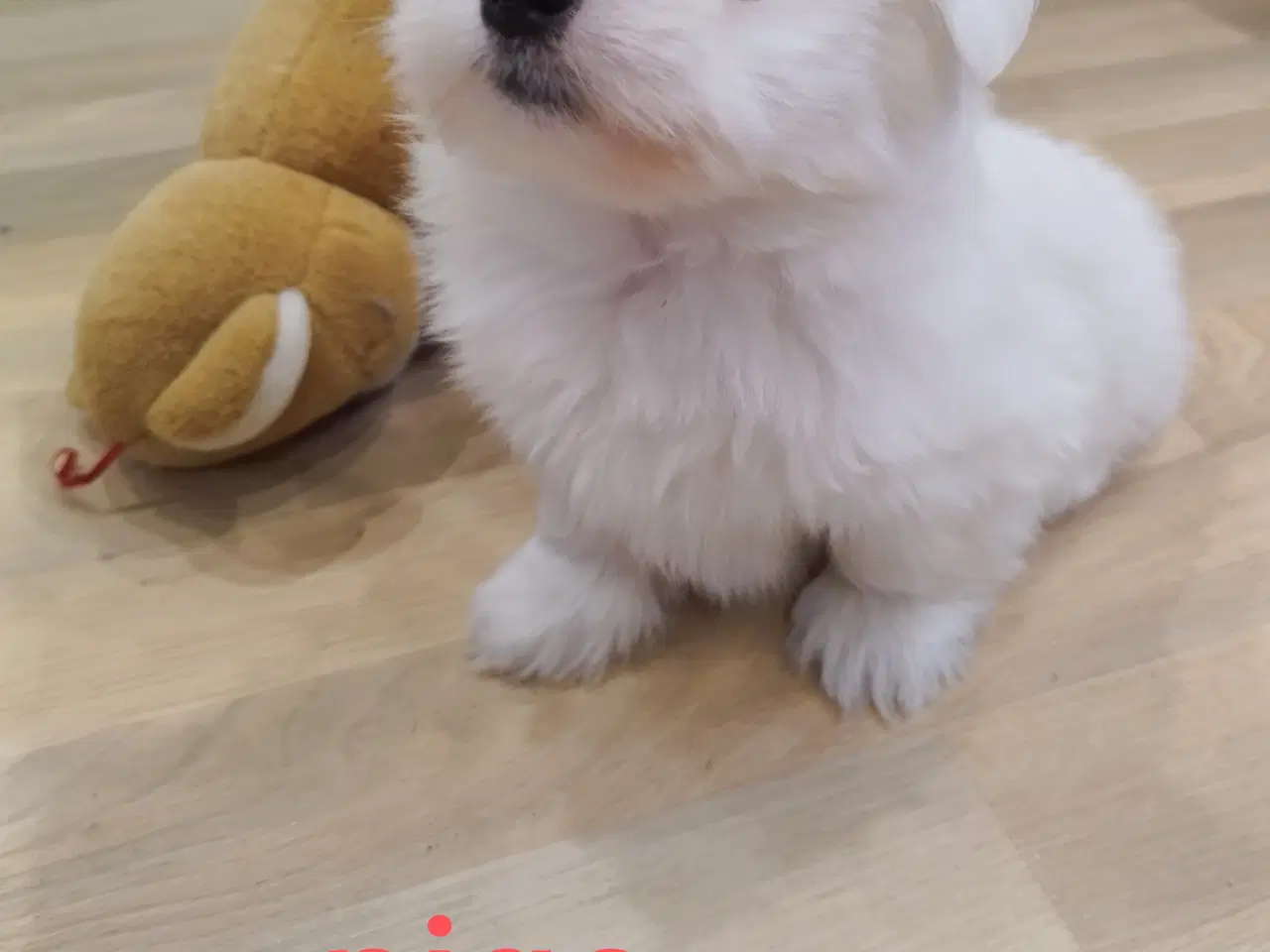 Billede 5 - Coton de Tulear hvalpe