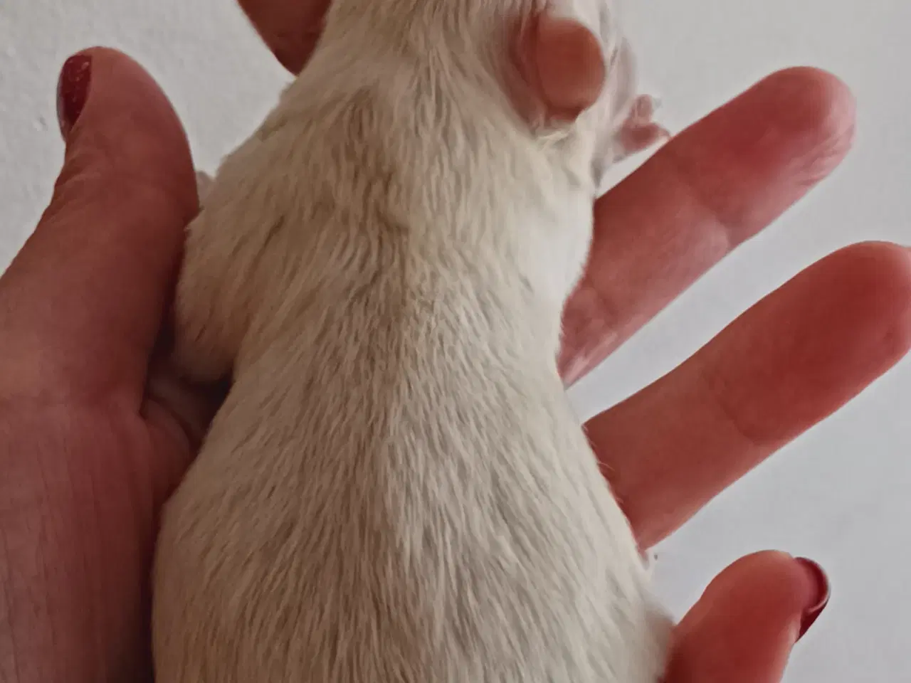 Billede 3 - Chihuahua hvalp søger familie 