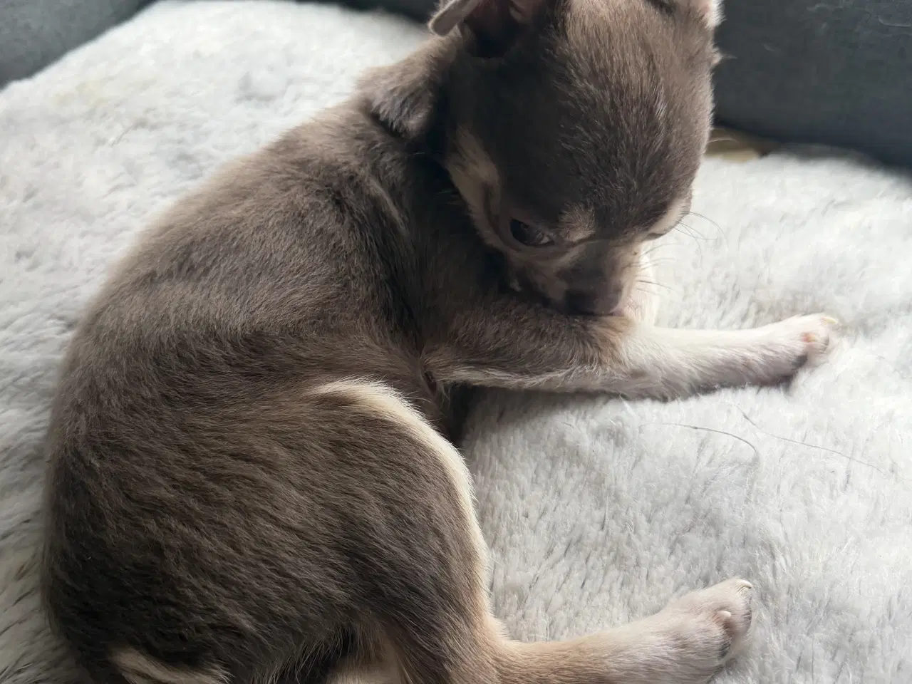 Billede 2 - Brun Chihuahua