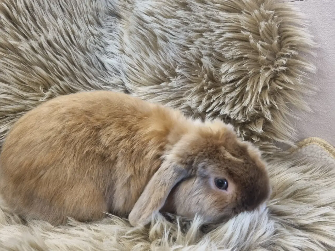 Billede 3 - Mini lop han 