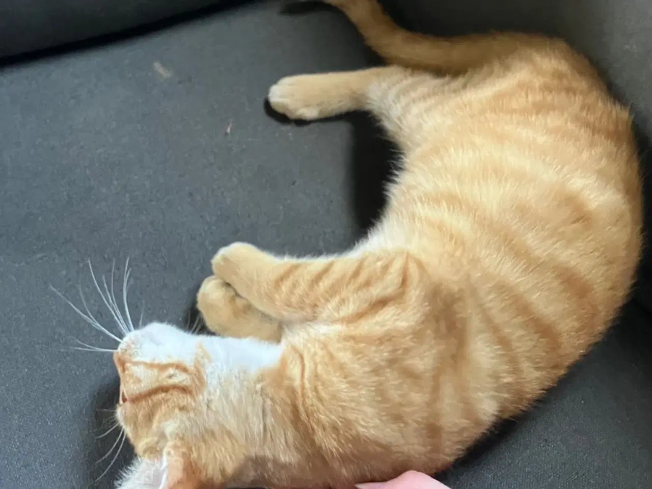 Billede 6 - Katte killinger