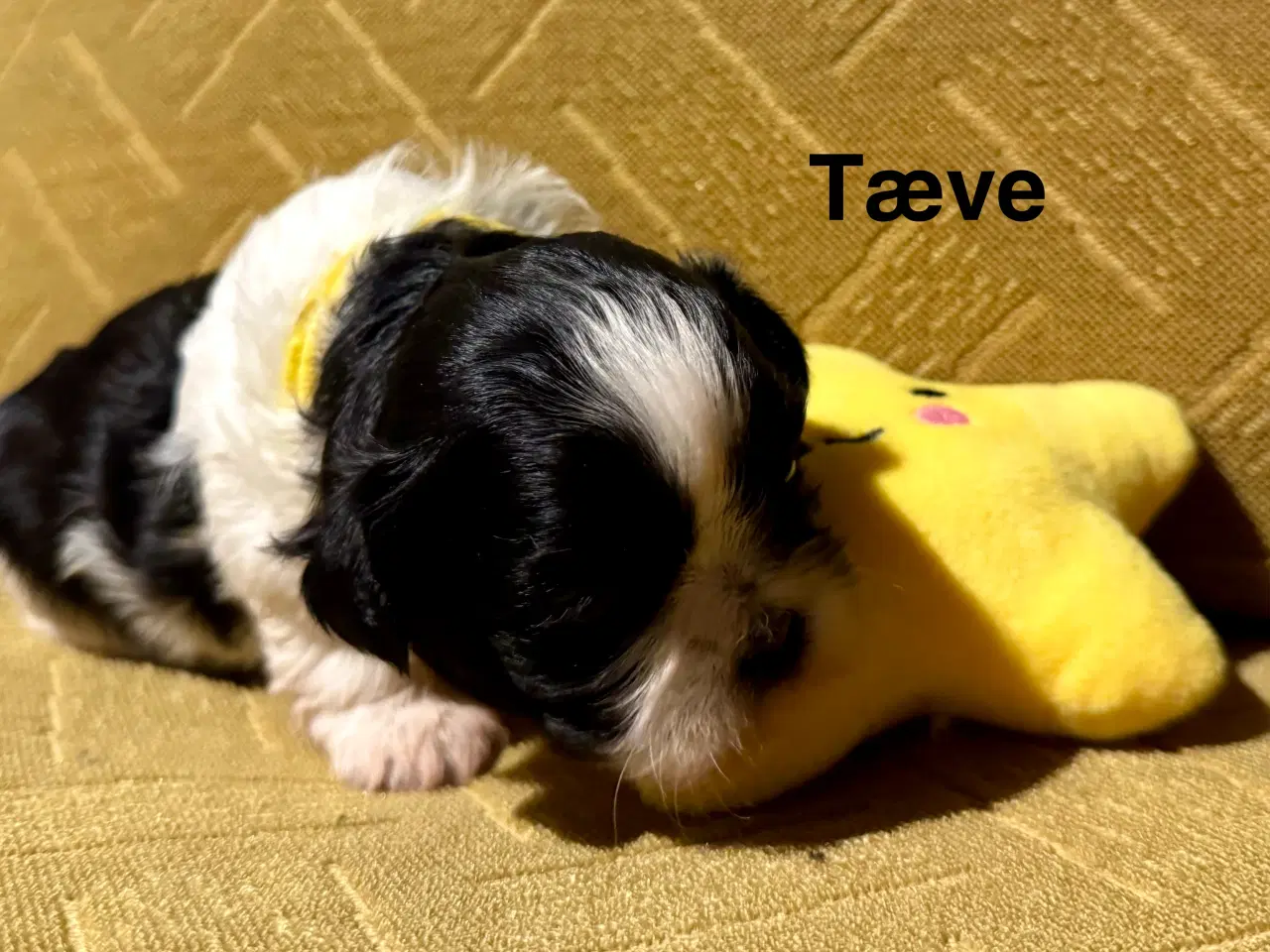 Billede 6 - Shih Tzu-hvalpe 4 uger