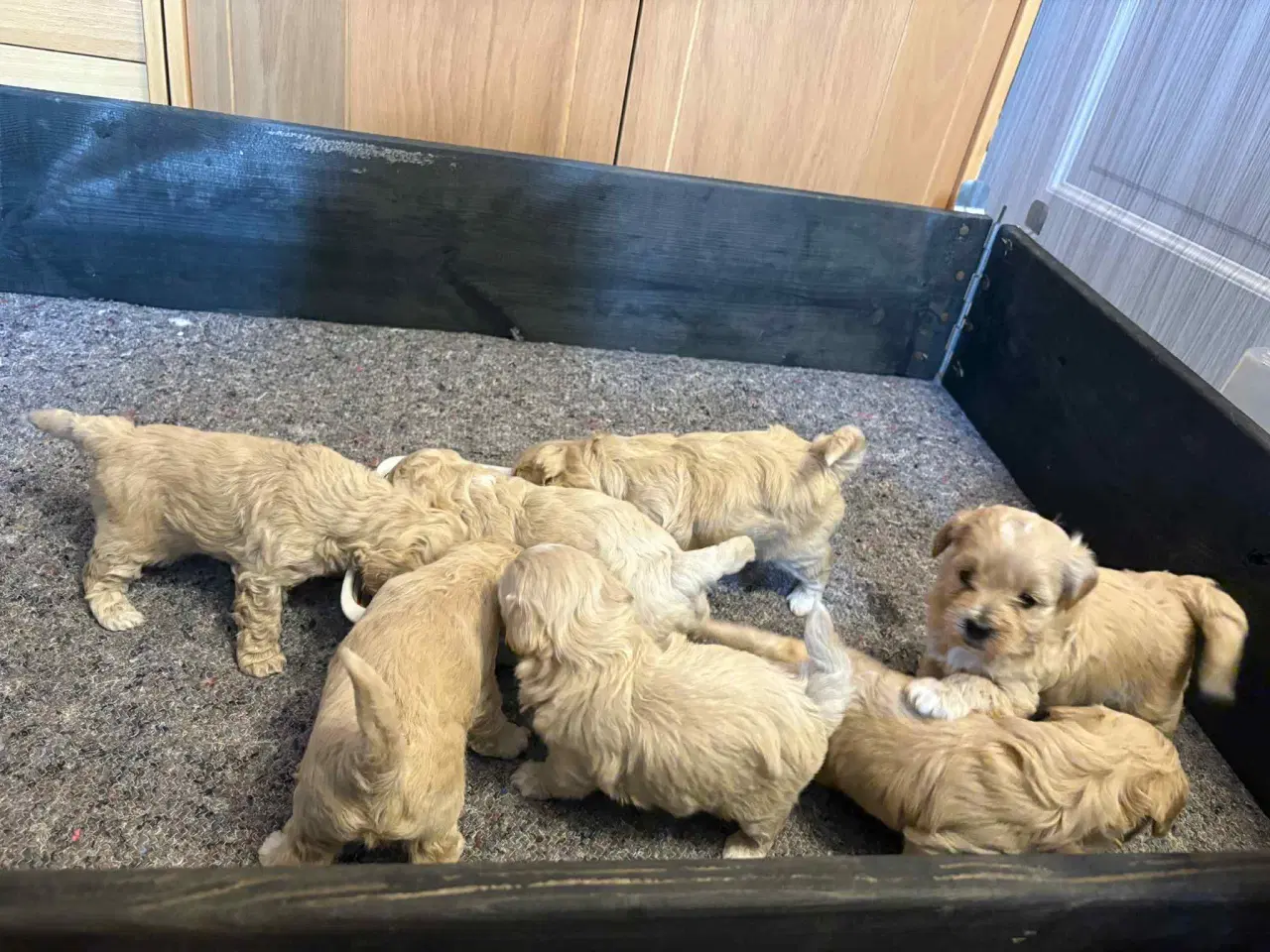 Billede 4 - Maltipoo