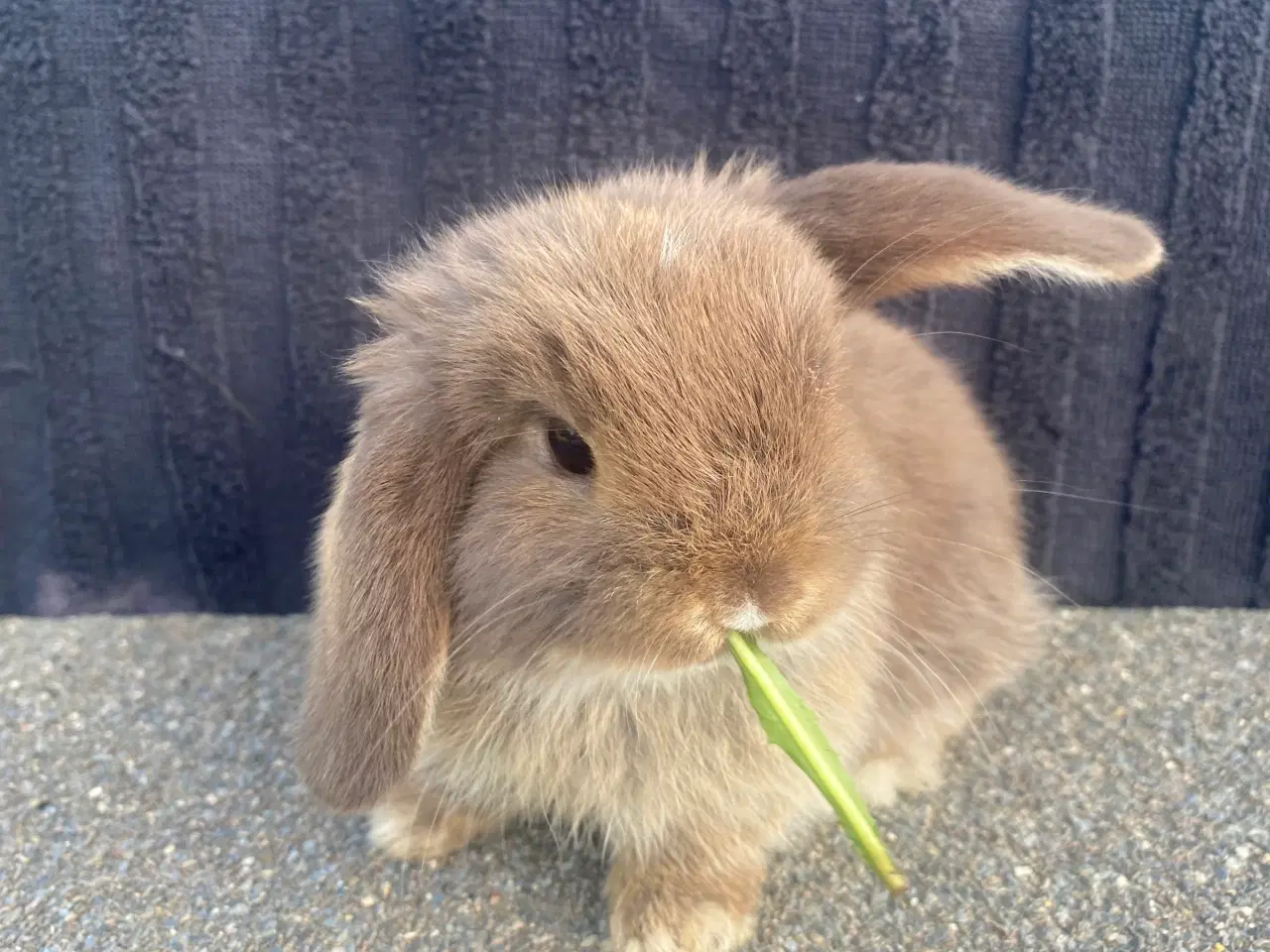 Billede 2 - Mini lop kanin unge , Pige
