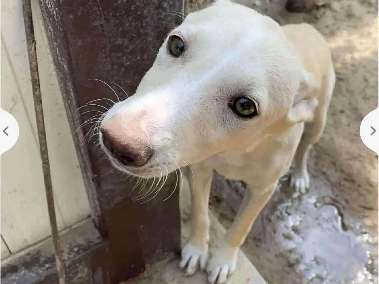 Billede 5 - Vidunderlige Lotus søger sin helt egen familie 🥰