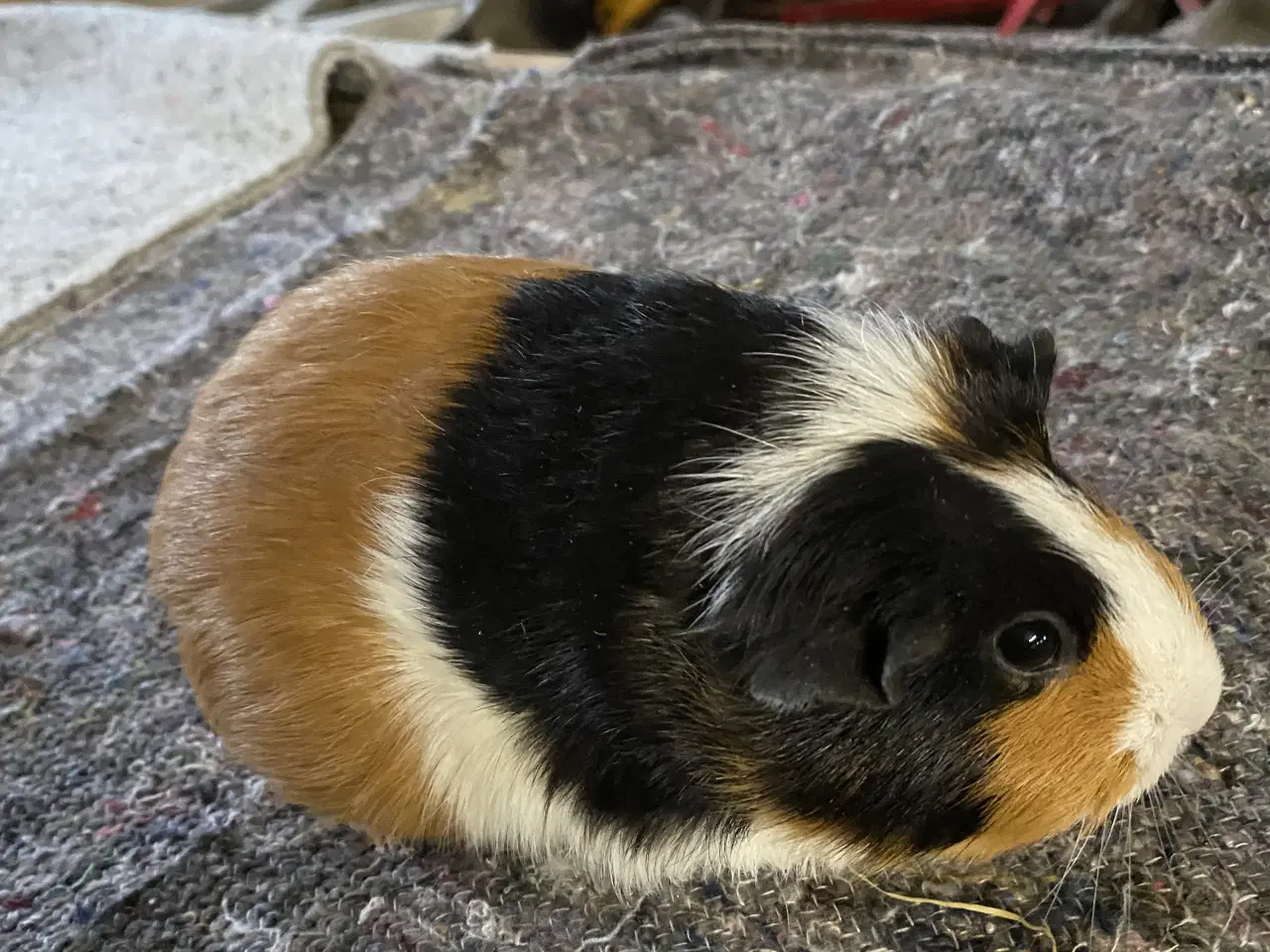 Billede 3 - Marsvine hunner sælges