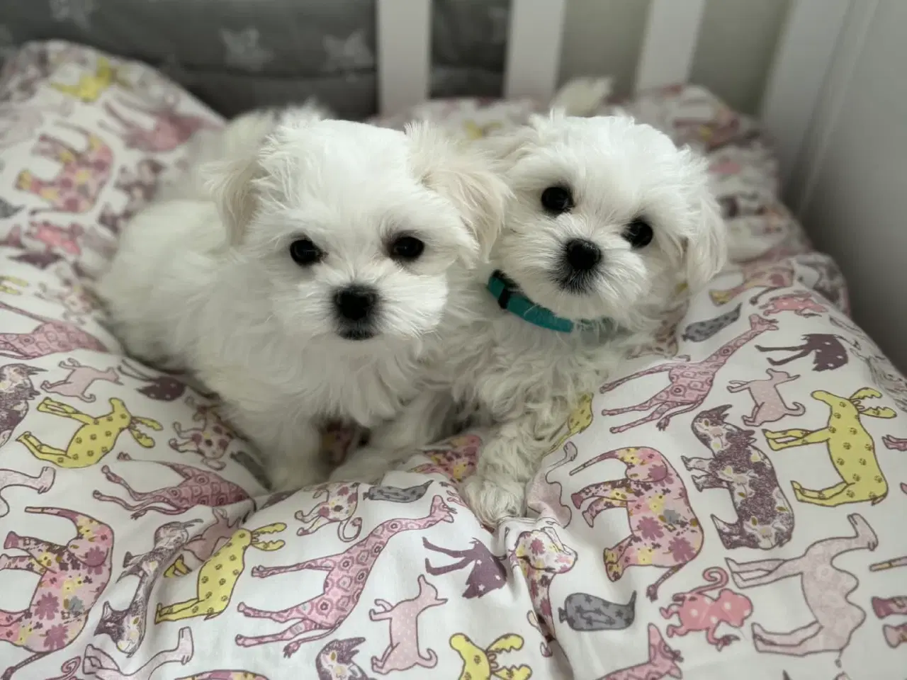 Billede 6 - Malteser 8 uger