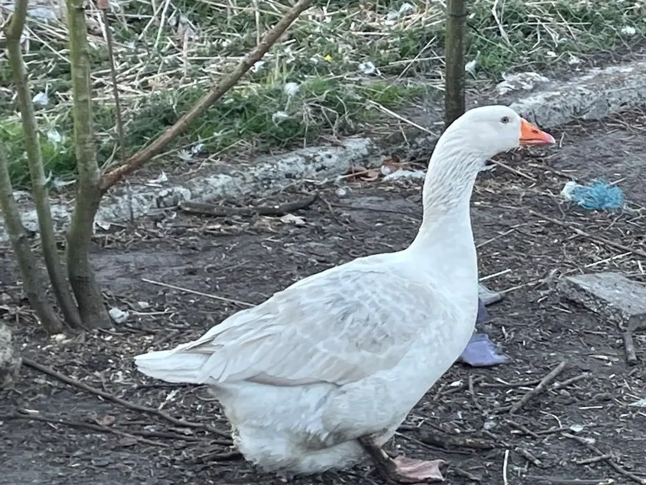 Billede 2 - gammeldansk landrace gæs par