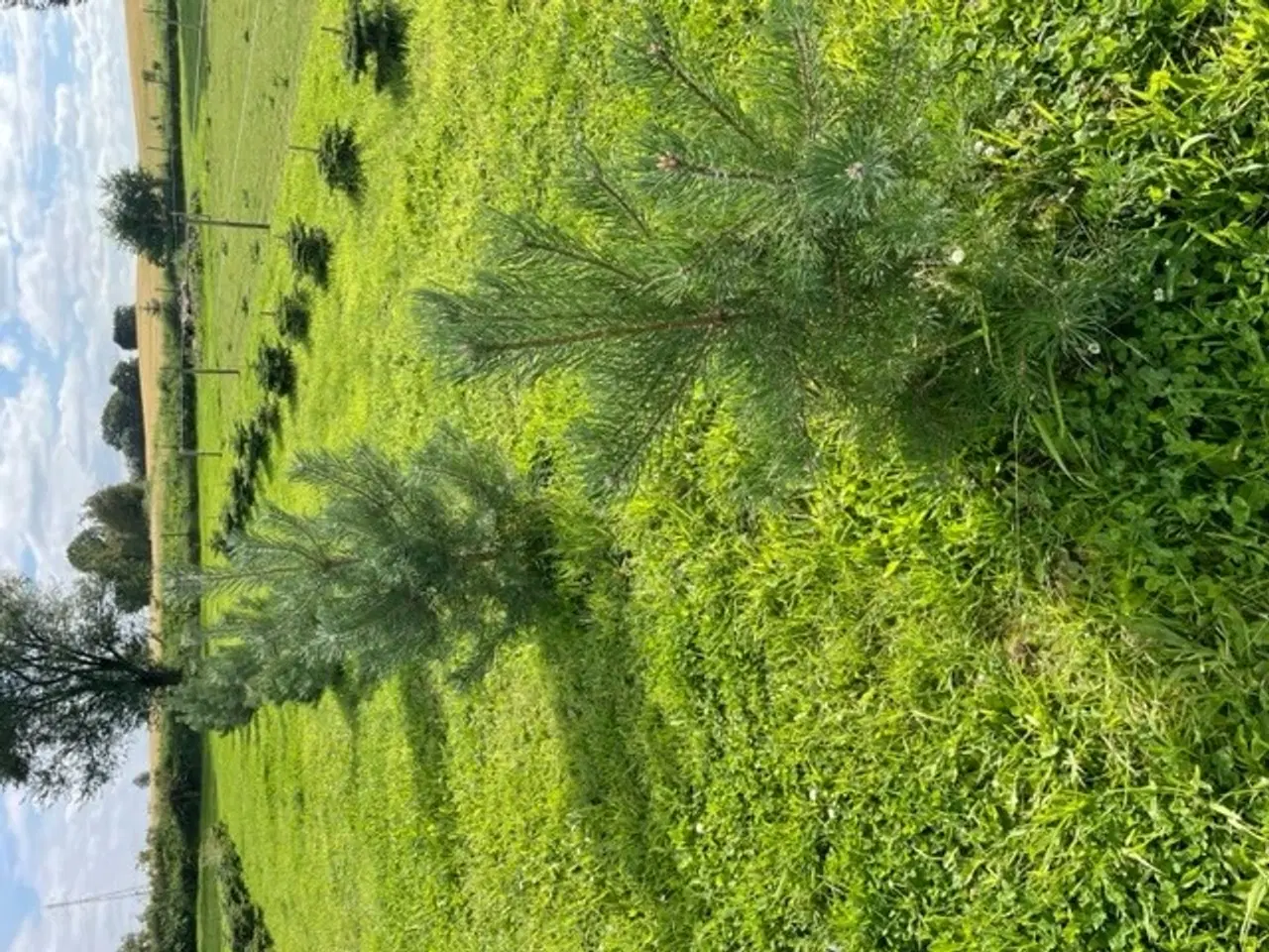 Billede 8 - Skovfyr Pinus Sylvestris højde ca. 1,20 m