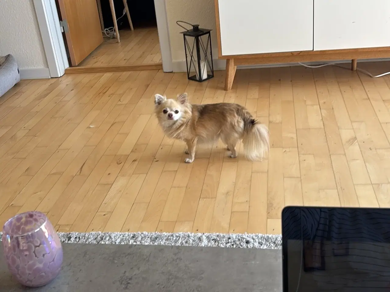 Billede 1 - Hund søger nyt hjem