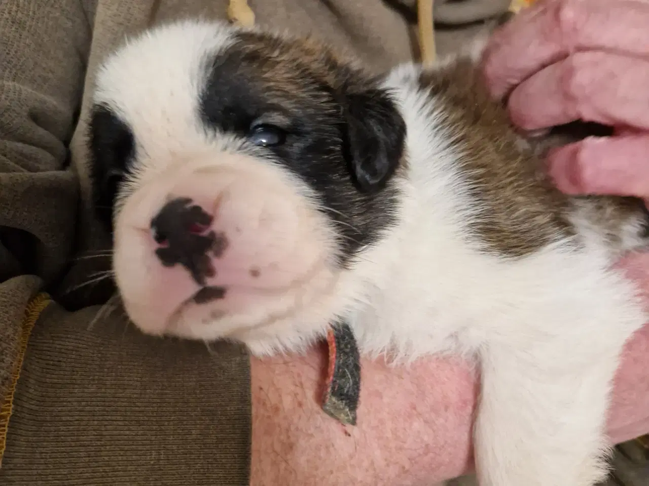 Billede 9 - 9 sankt bernhard hvalpe søg nyt hjem