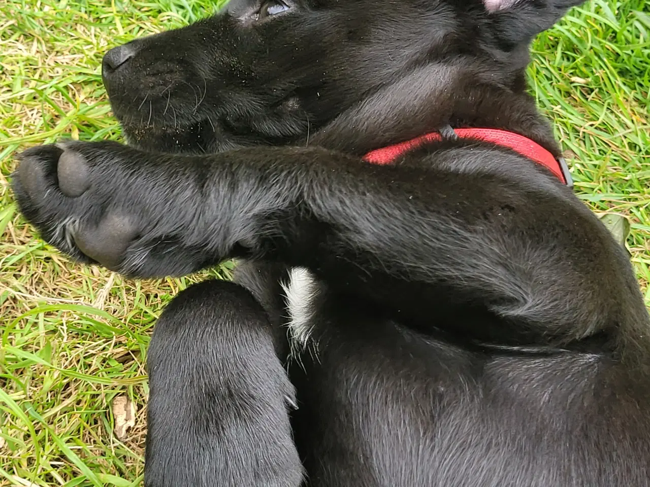 Billede 8 - Labrador formel 1 hunde hvalpe tæve 
