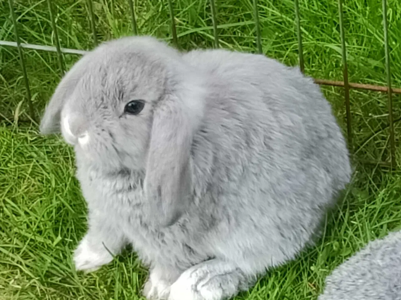 Billede 4 - Minilop/Dværg vædder unger.