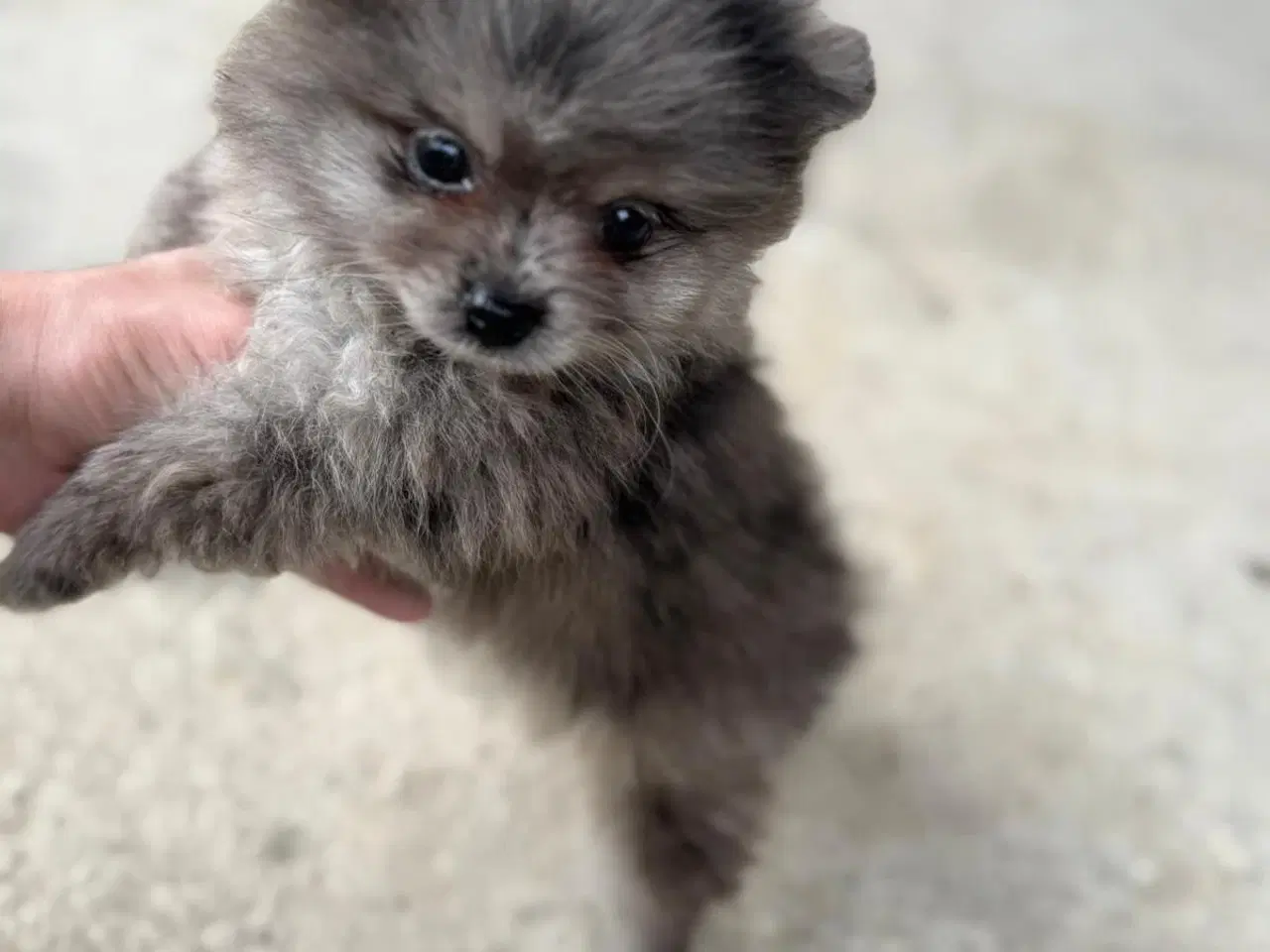 Billede 1 - Pomeranian 
