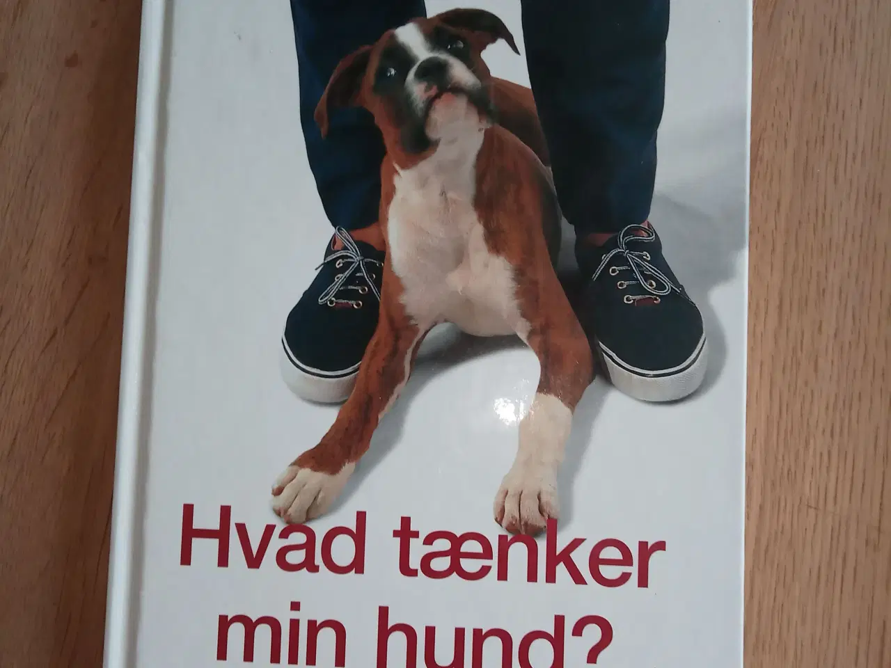 Billede 1 - Hvad tænker min hund?