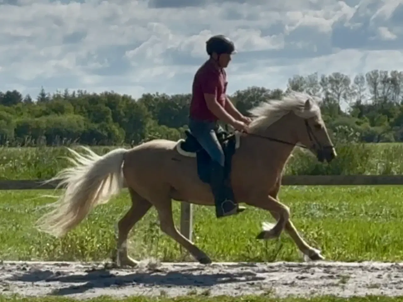 Billede 7 - Smuk palomino islænder 