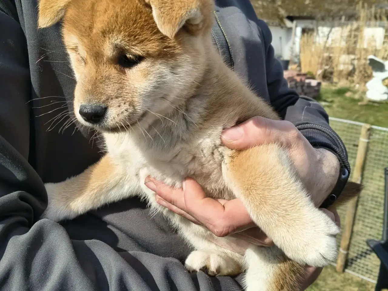 Billede 2 - Shiba hvalpe på 8 uger