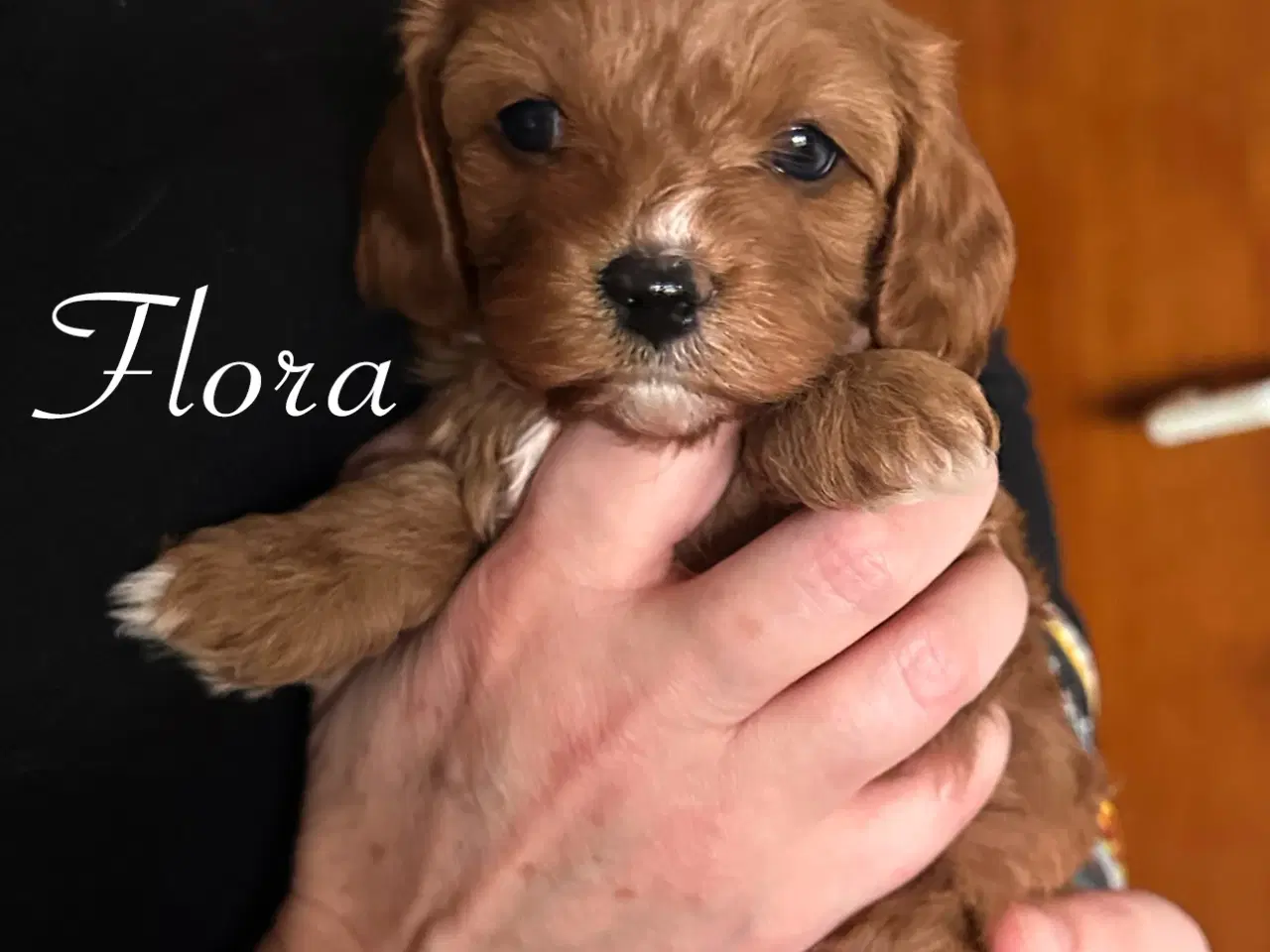 Billede 3 - Cavapoo (Cavalier + toypuddel)