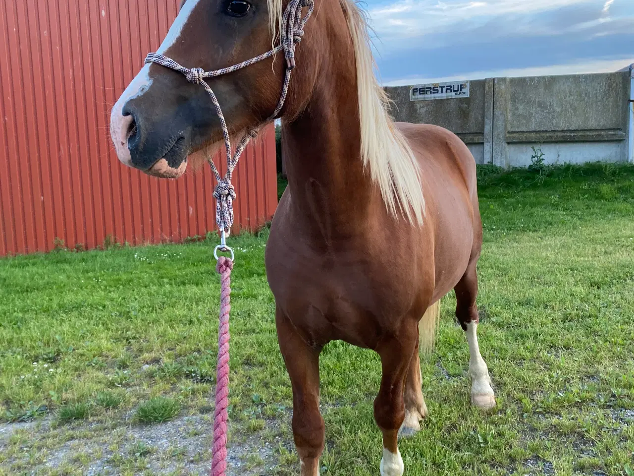 Billede 5 - Welsh cob vallak