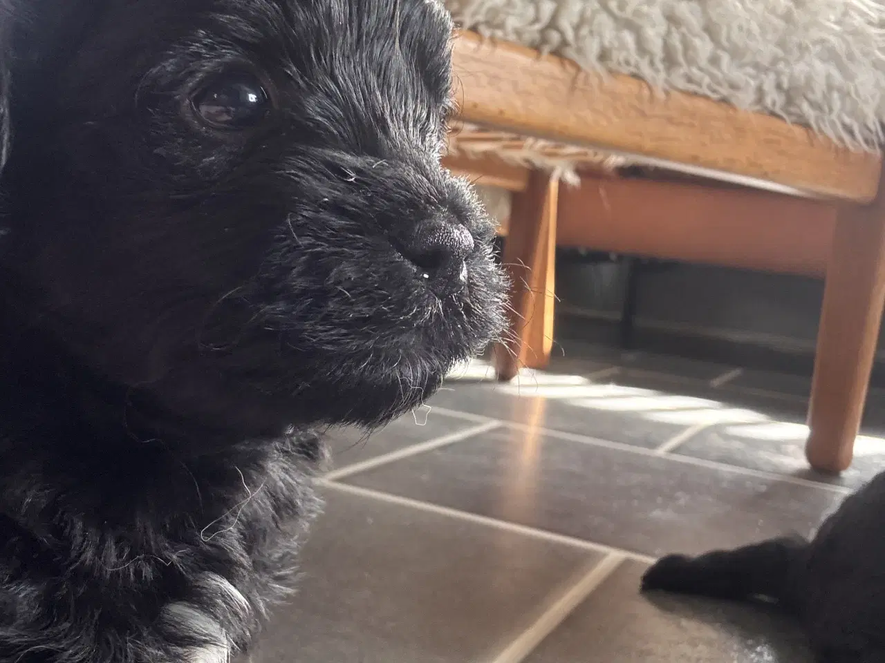 Billede 11 - Skønne Puddelblandinger💗