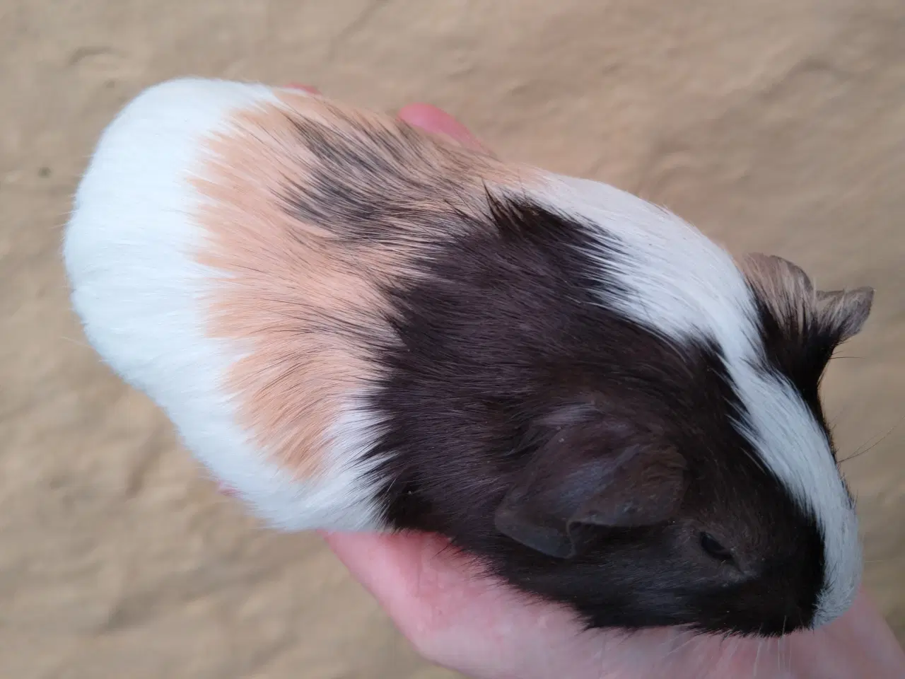 Billede 7 - 2 søstre, glathårede 