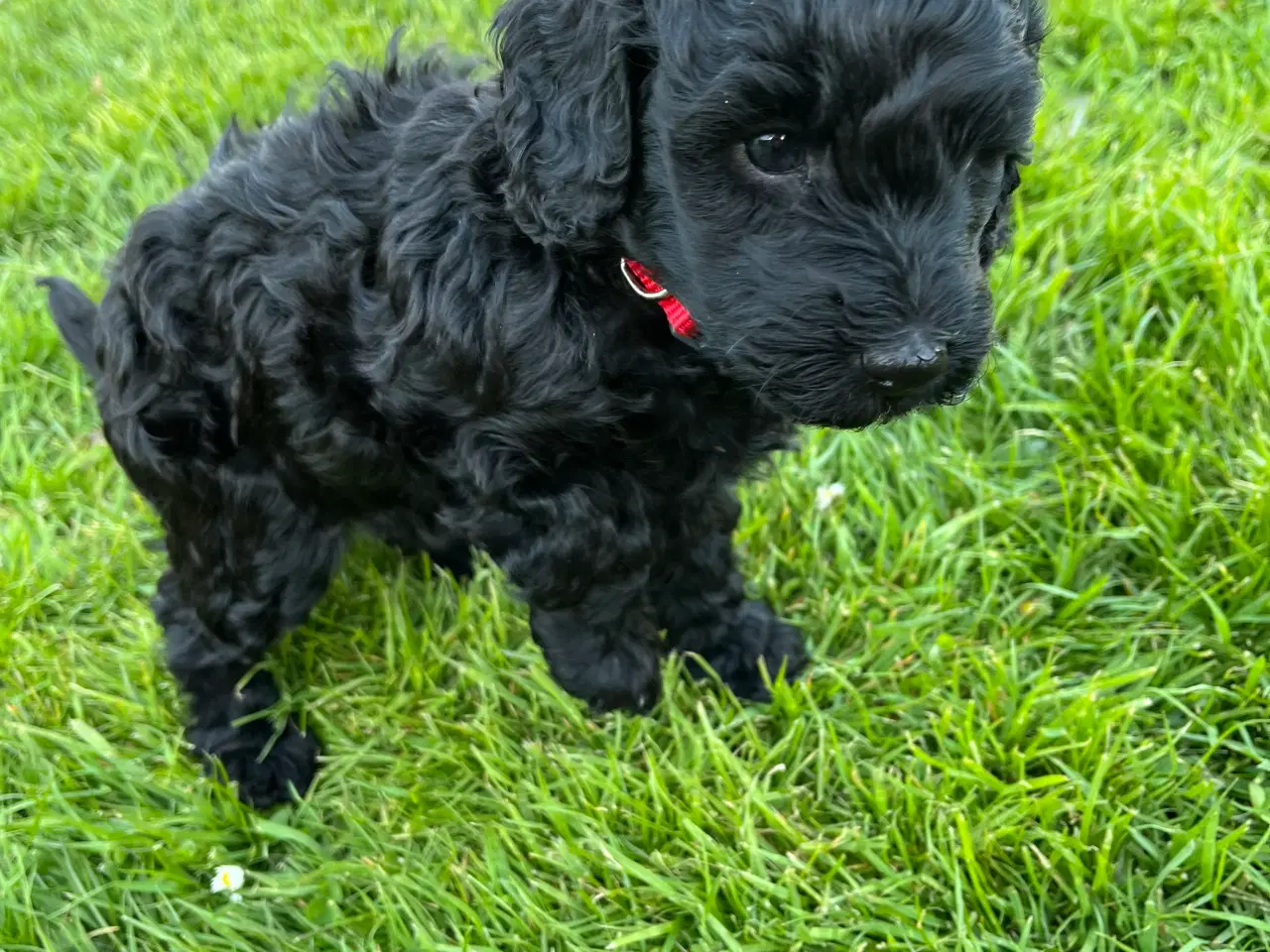 Billede 4 - Cockerpoo / cockapoo f1b