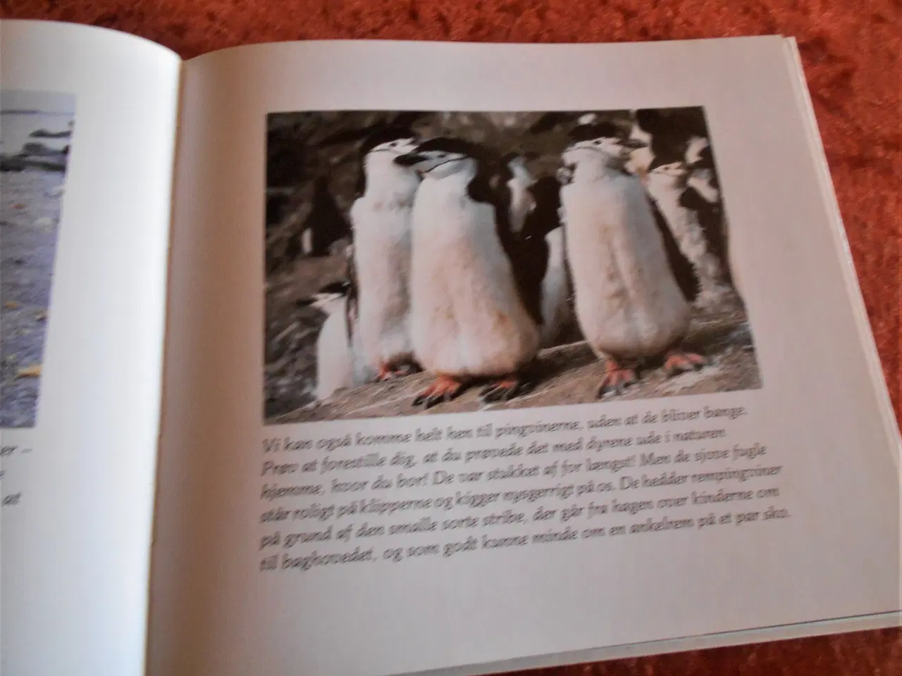 Billede 2 - Pingvinbogen,  Lauritz Sømme, Sybille Kalas,