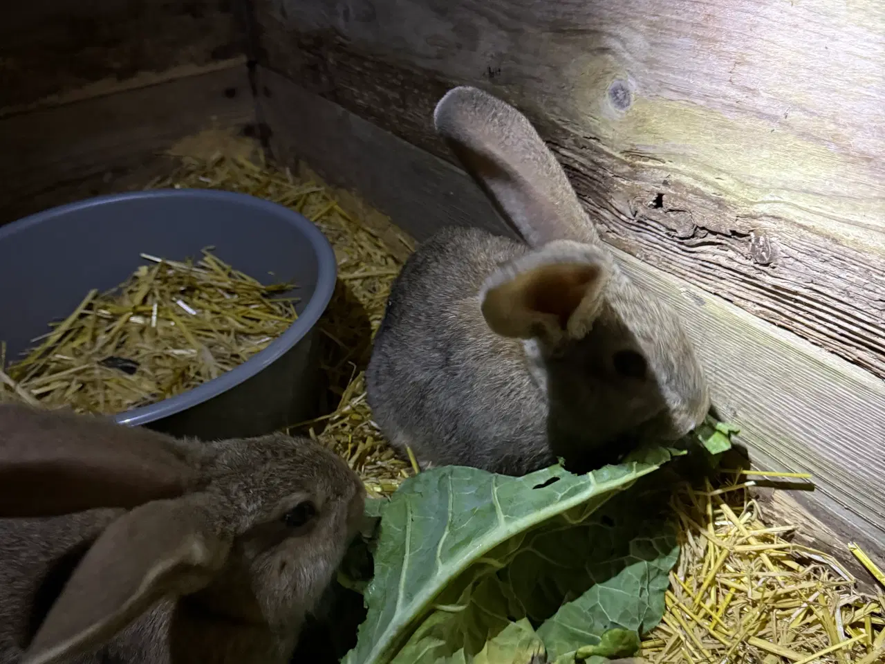 Billede 6 - Belgisk kæmper 