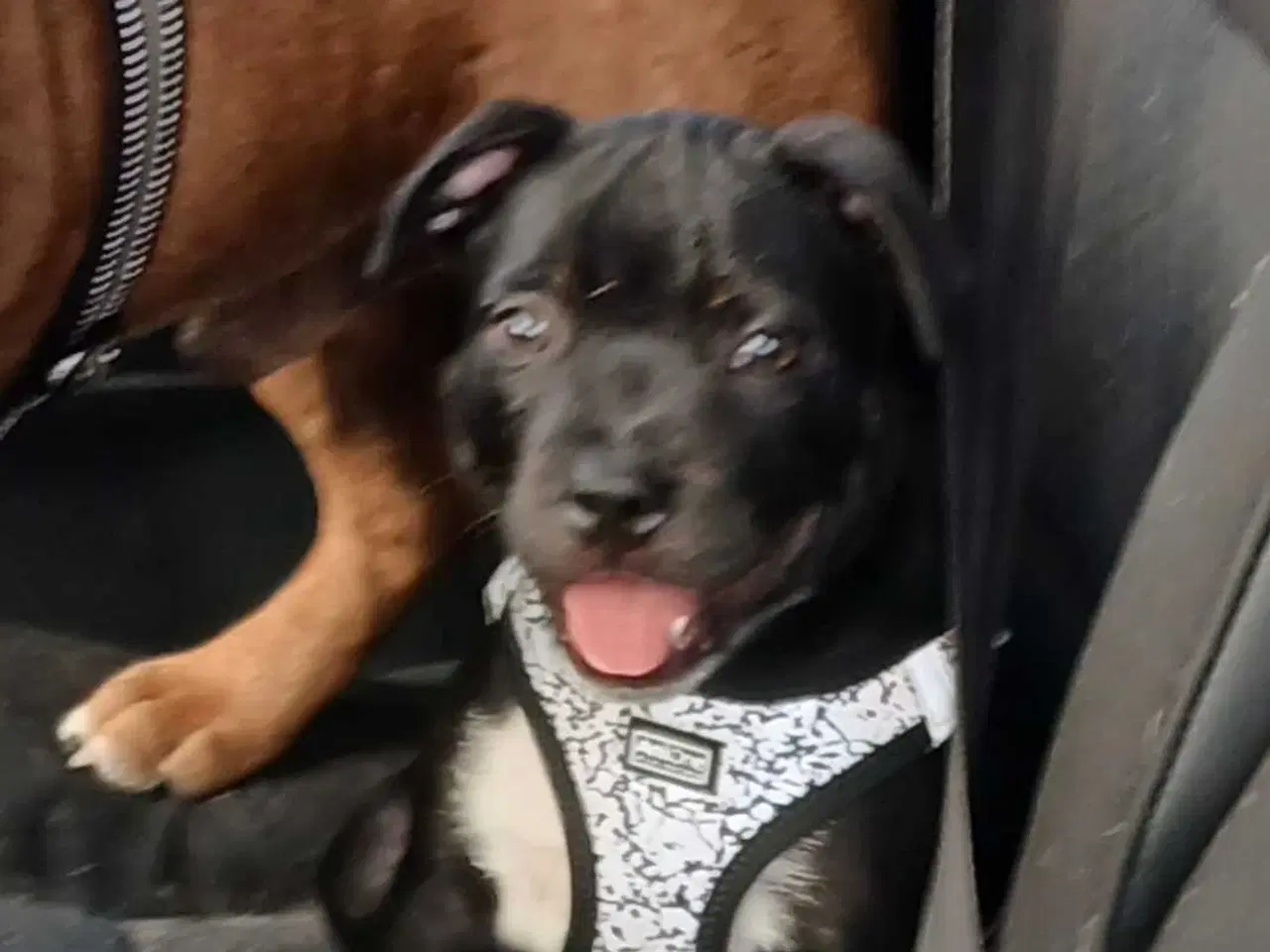 Billede 2 - Staffordshire bull terrier hvalp han 