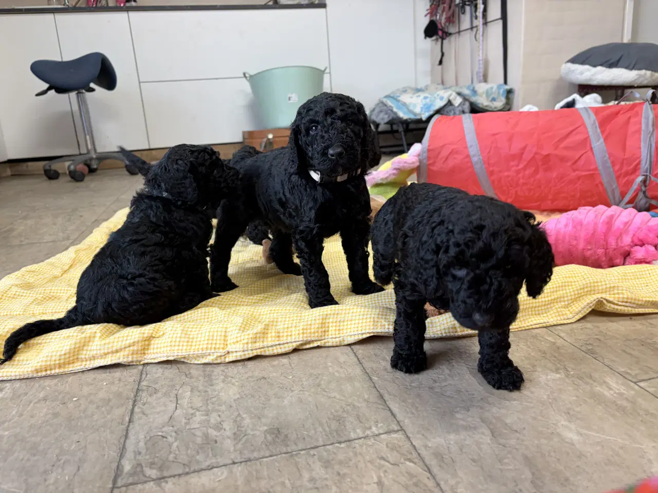 Billede 11 - Ægte mellem/ stor puddel babyer 