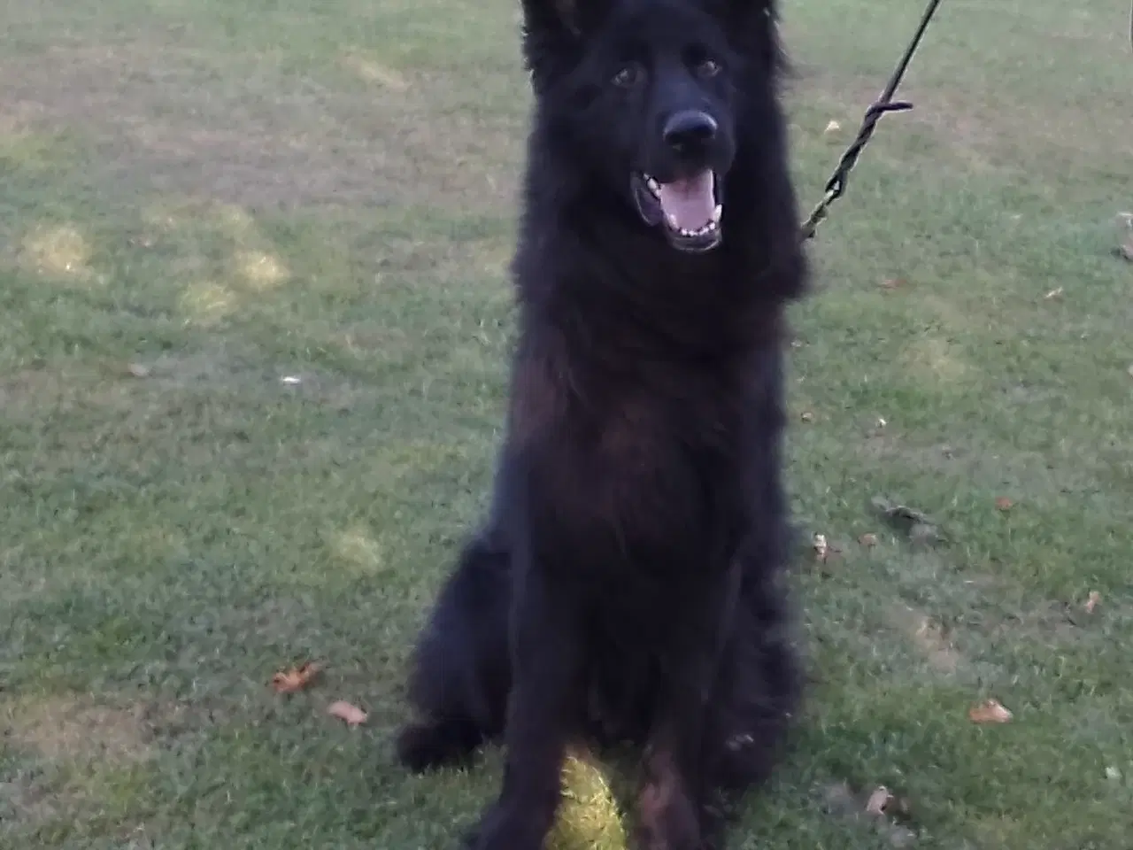 Billede 4 - Langstockhåret Helsort "Hanhund" 🙂