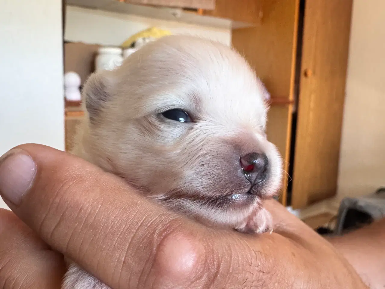 Billede 3 - Pomeranian Merle 