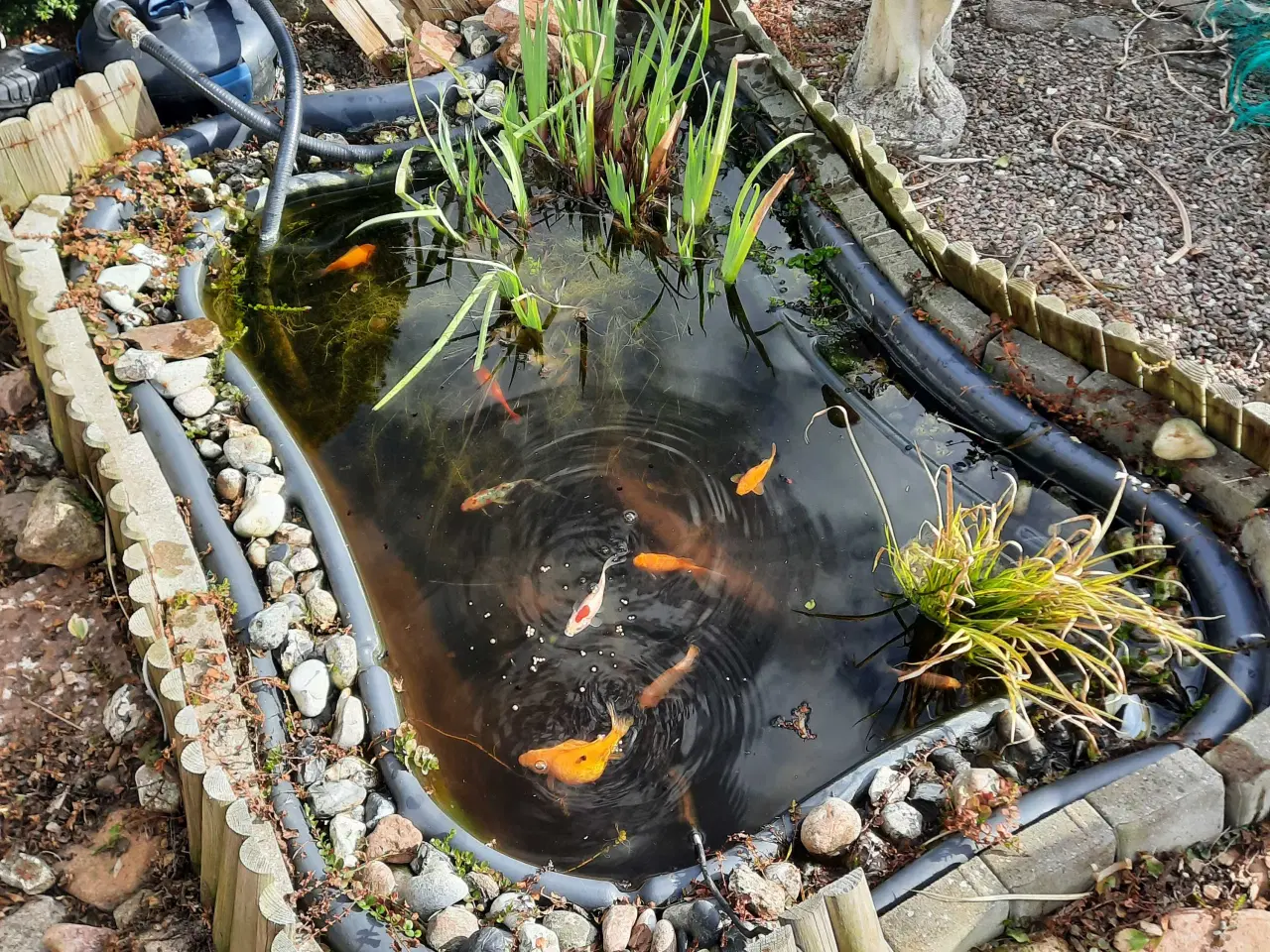 Billede 1 - Havedam incl. 11 fisk