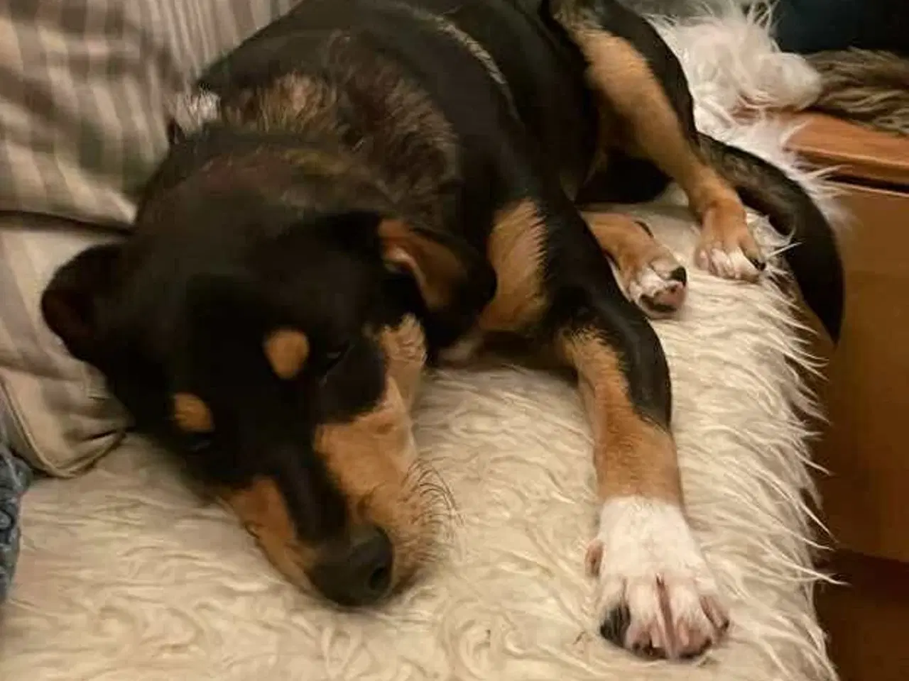 Billede 10 - Søde Charlie til omplacering