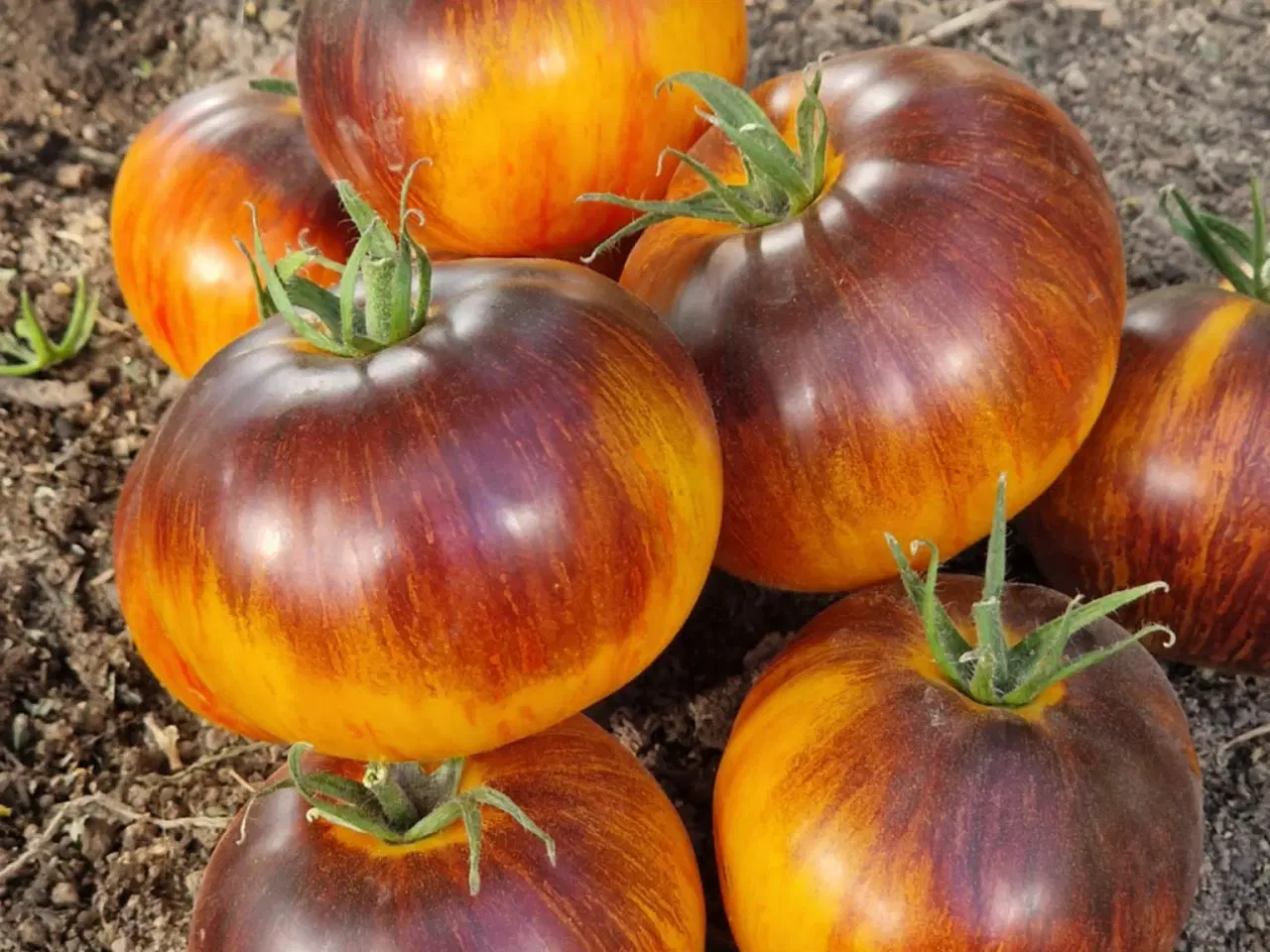 Billede 6 - 300 tomatsorter - FRØ