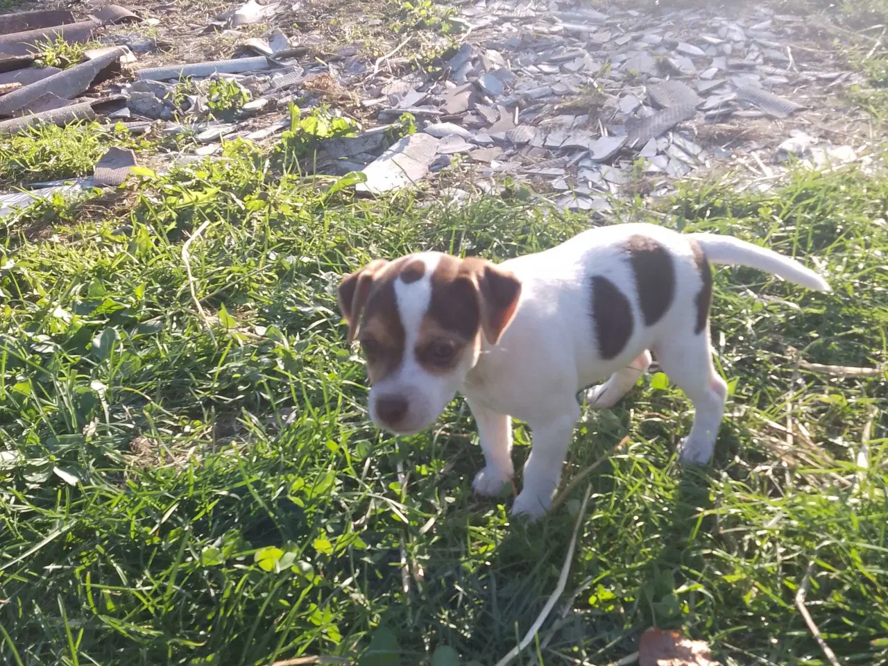 Billede 3 - Dansk-svensk gårdhund