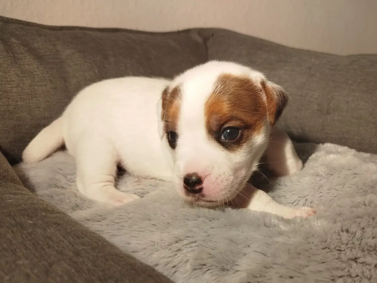 Billede 5 - Jack Russell terrier puppies 