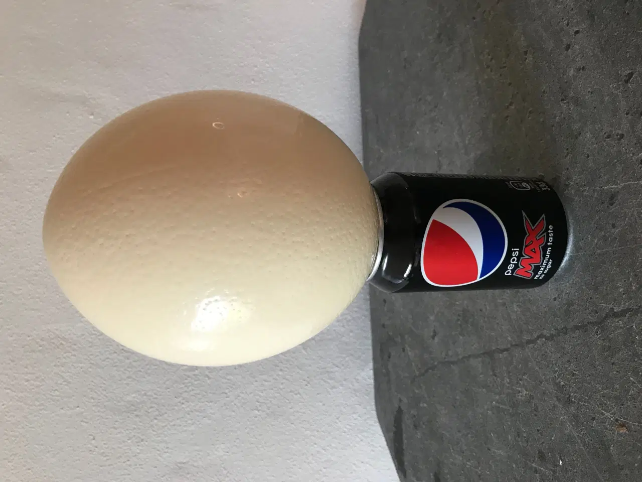 Billede 4 - Udstoppet strudseæg 