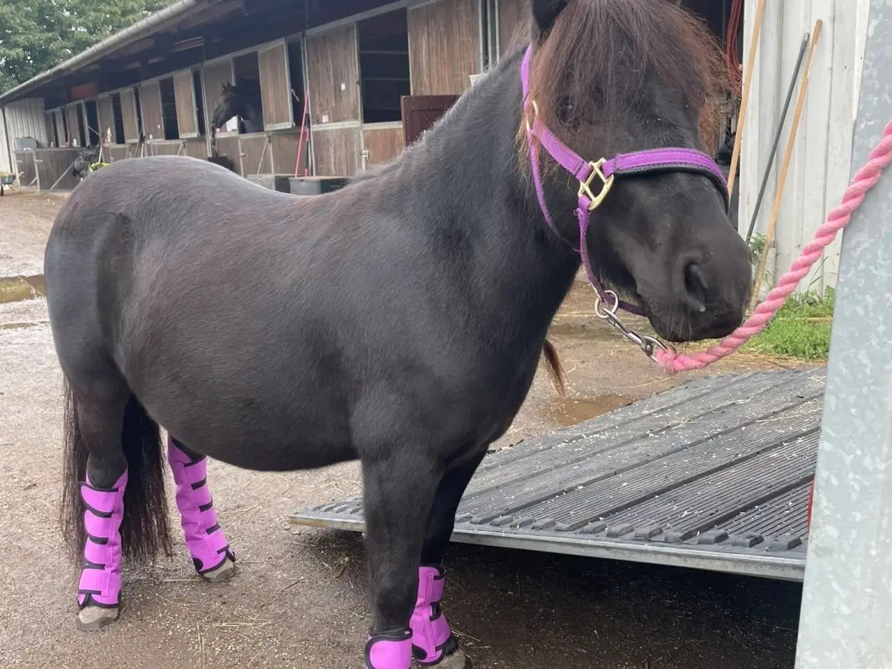 Billede 1 - Verdens sødeste pony søger nyt hjem