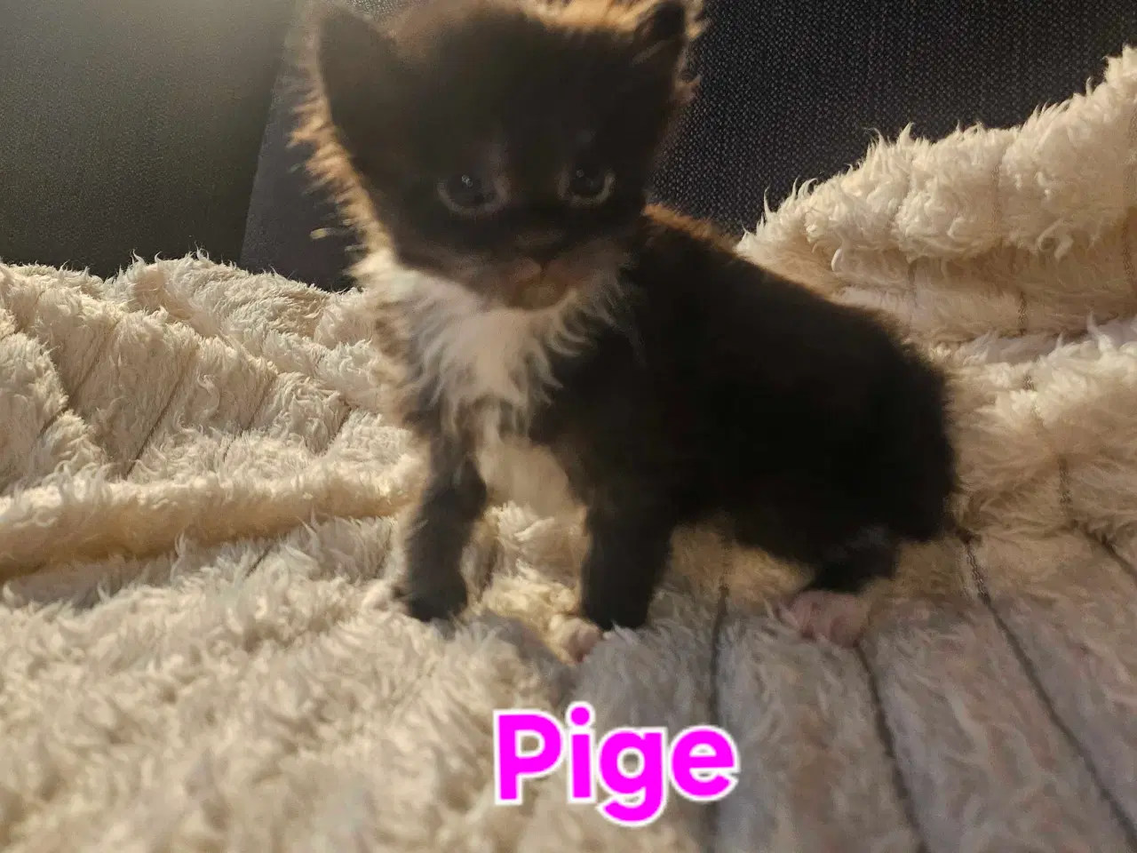 Billede 13 - Maine coon killinger 