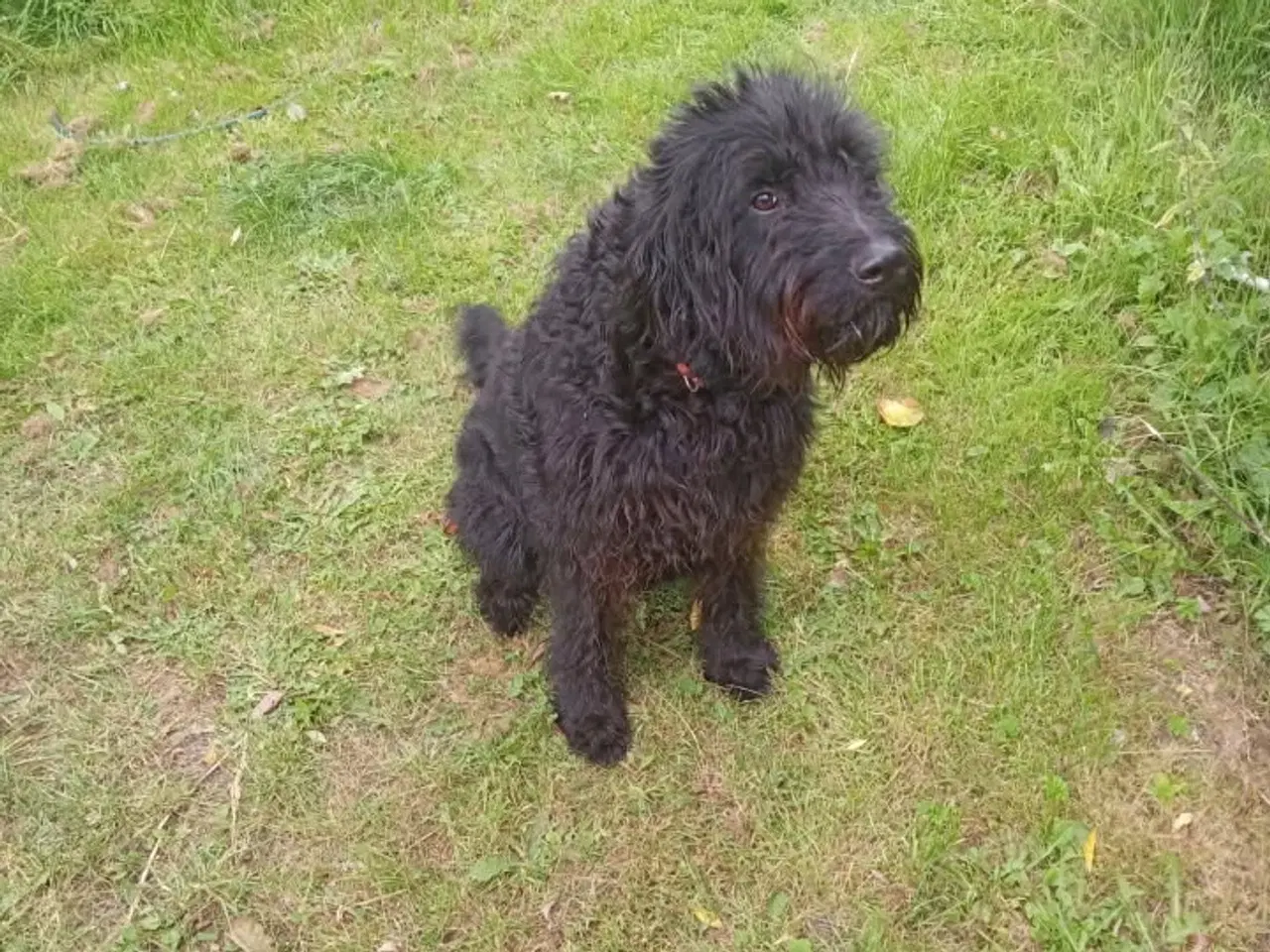 Billede 13 - Allergivenlige labradoodle hvalpe 