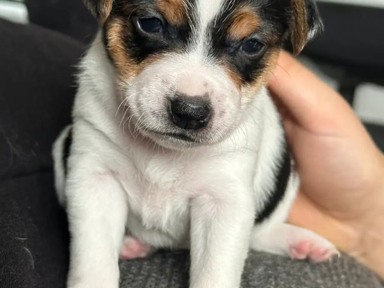 Billede 2 - Skønneste DSG hvalpe