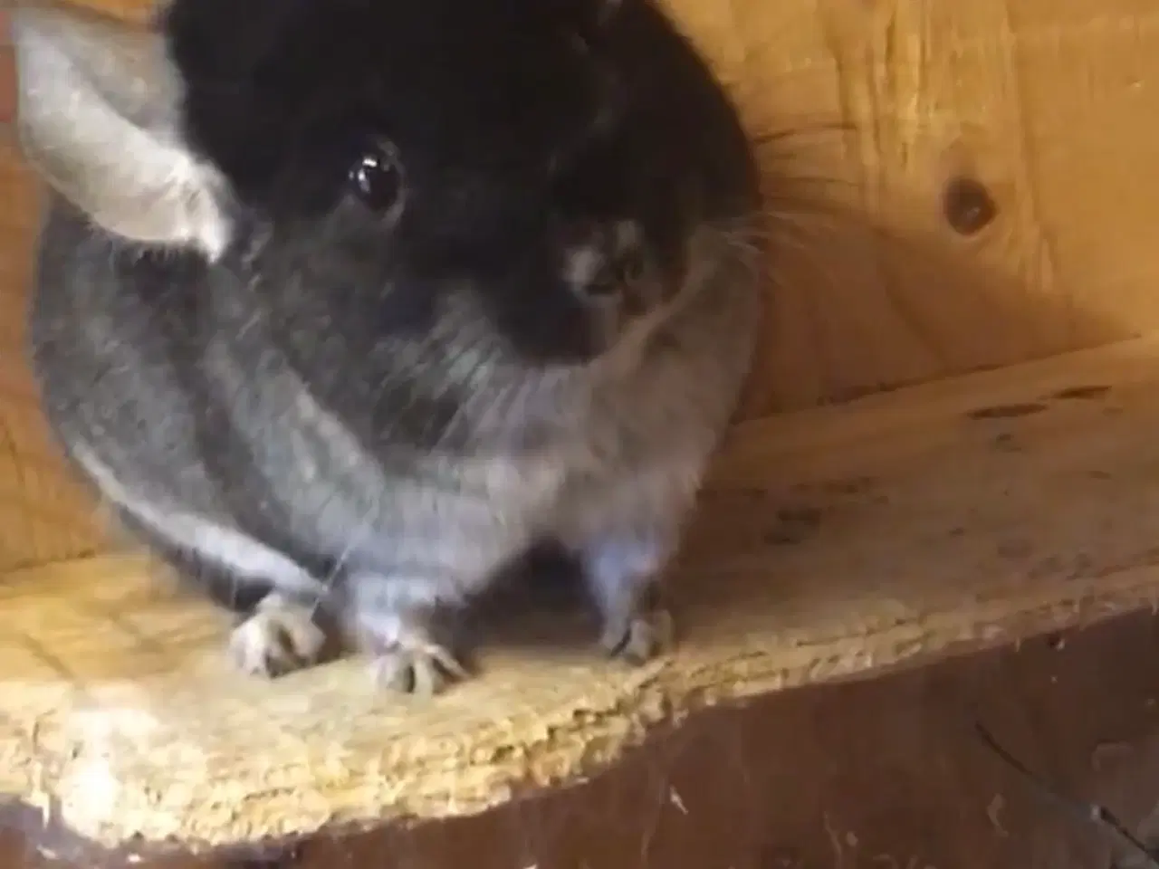 Billede 3 - Rpa og Rpac ( Angora) chinchillaer søger nyt hjem 