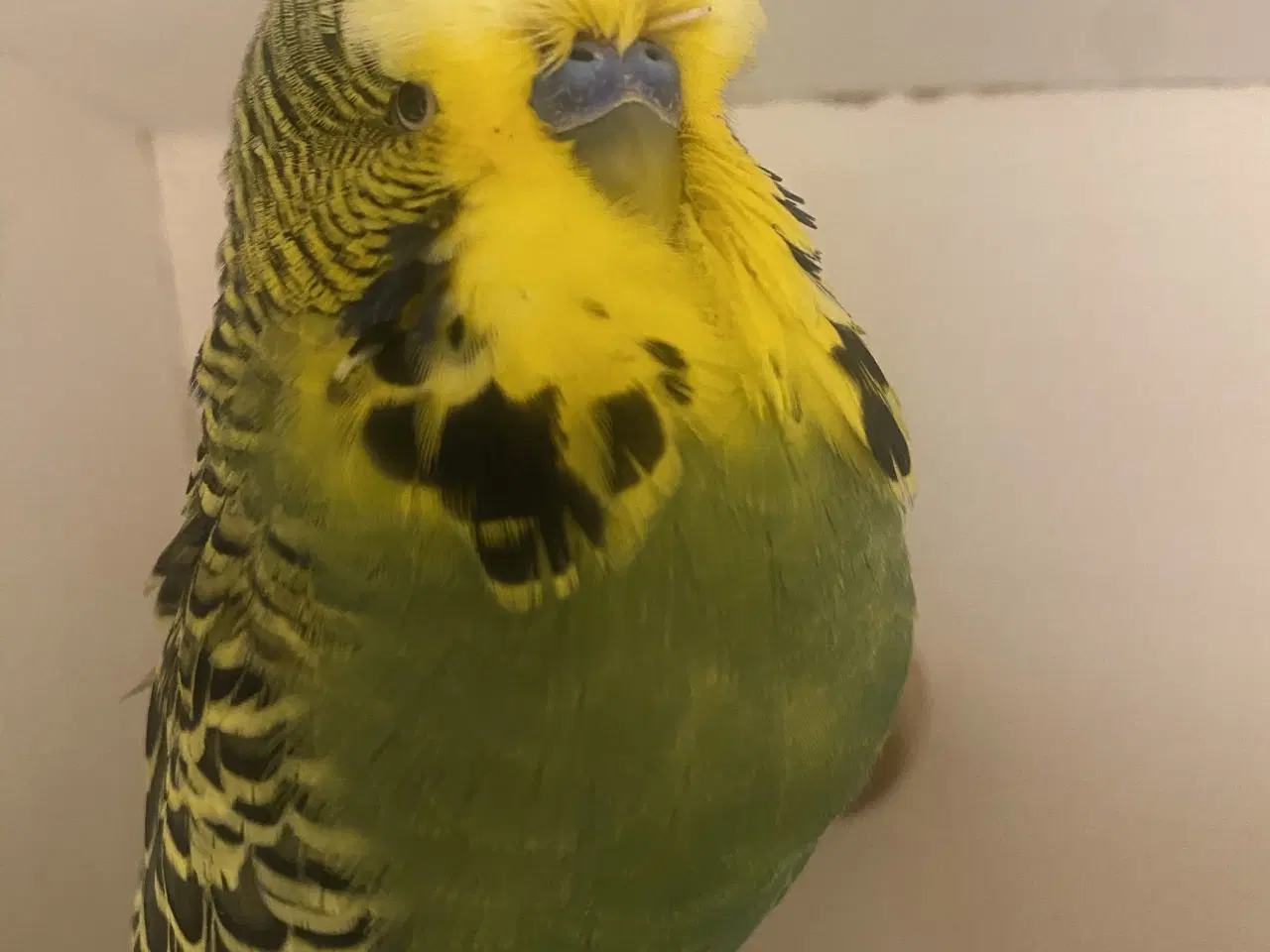 Billede 2 - Ung engelsk han