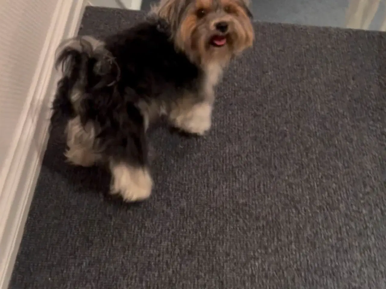 Billede 3 - Biewer Terrier til avl – parring tilbydes
