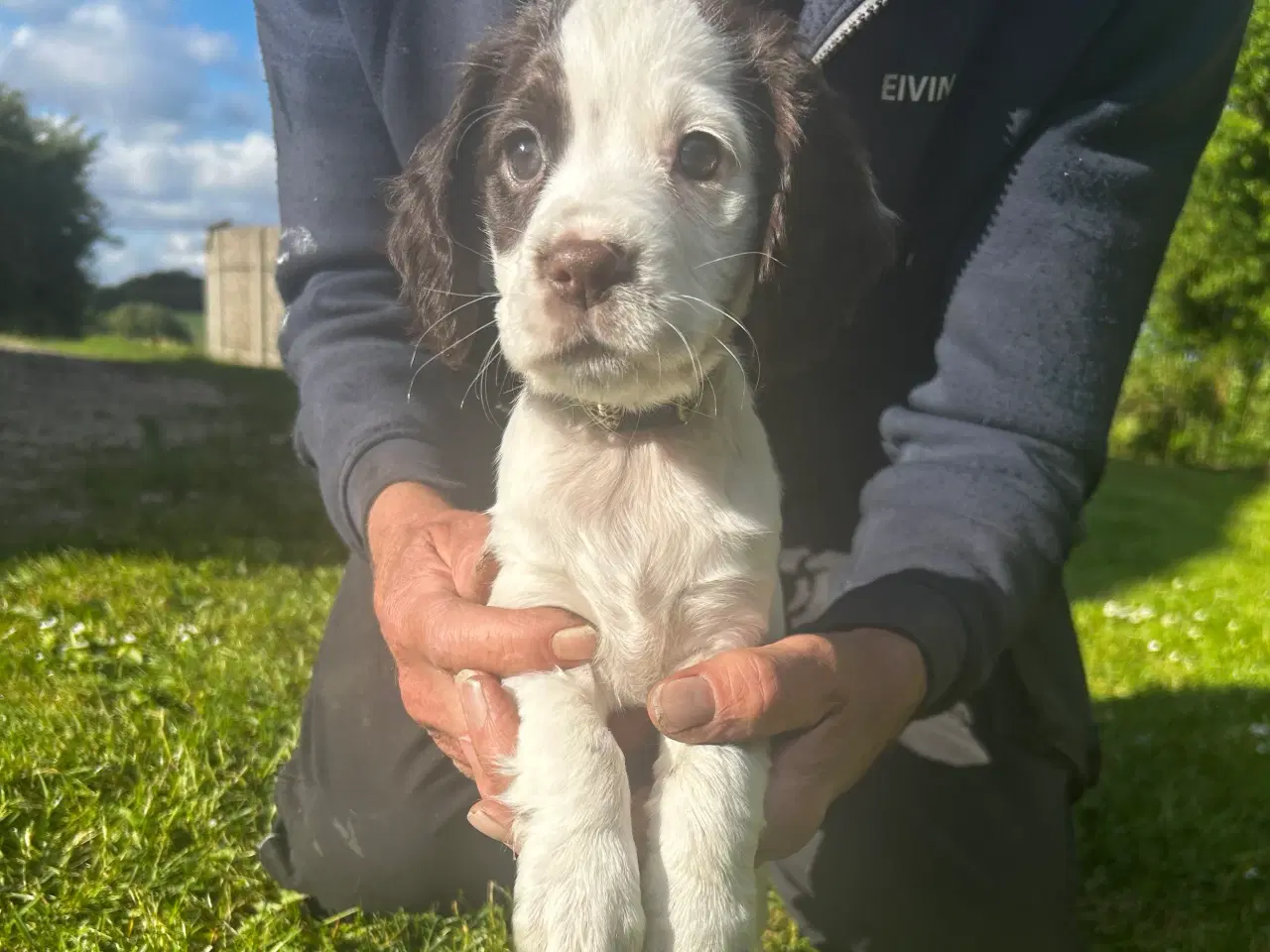 Billede 5 - FT Cocker spaniel