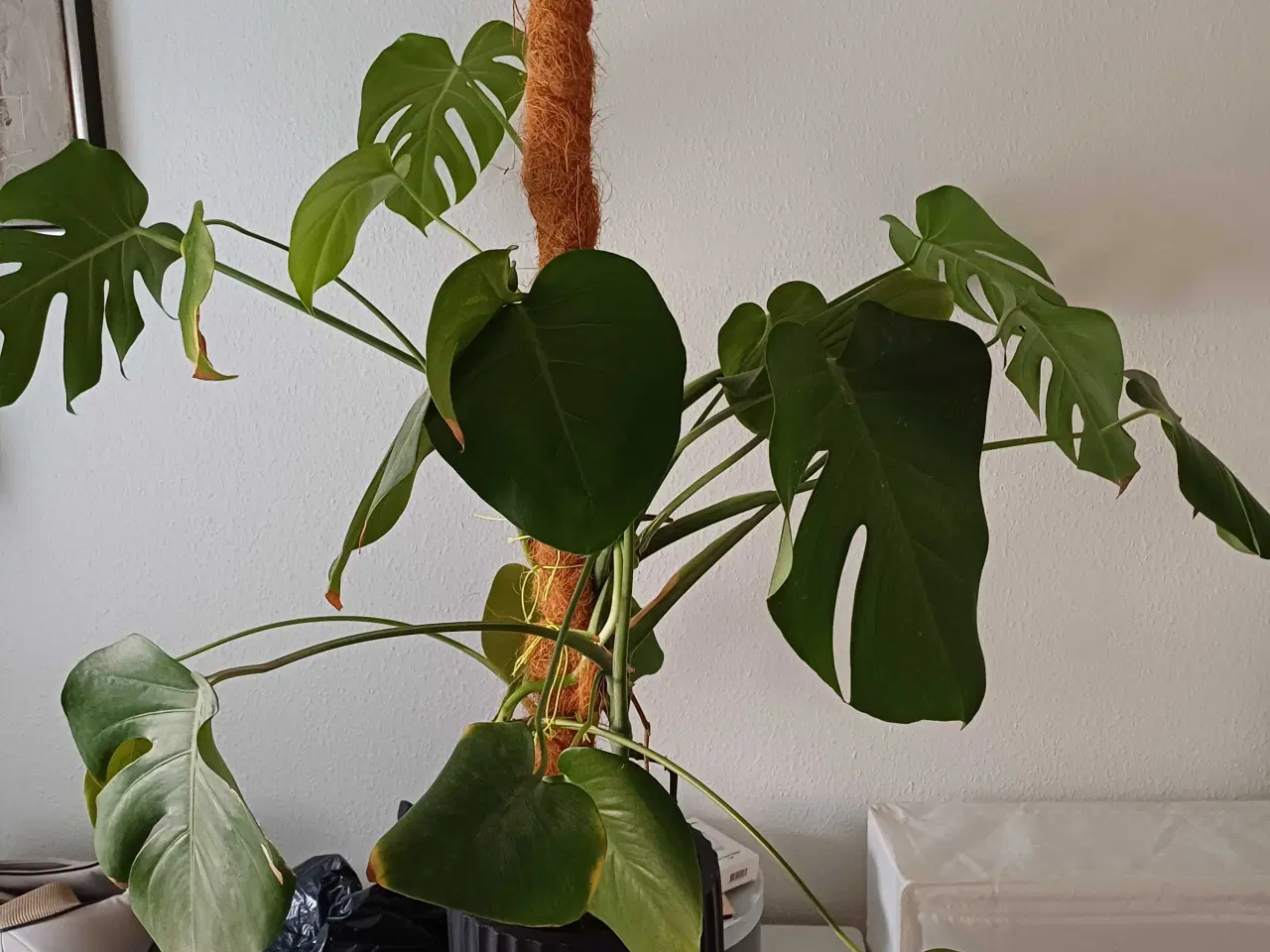 Billede 1 - Stueplante & potte