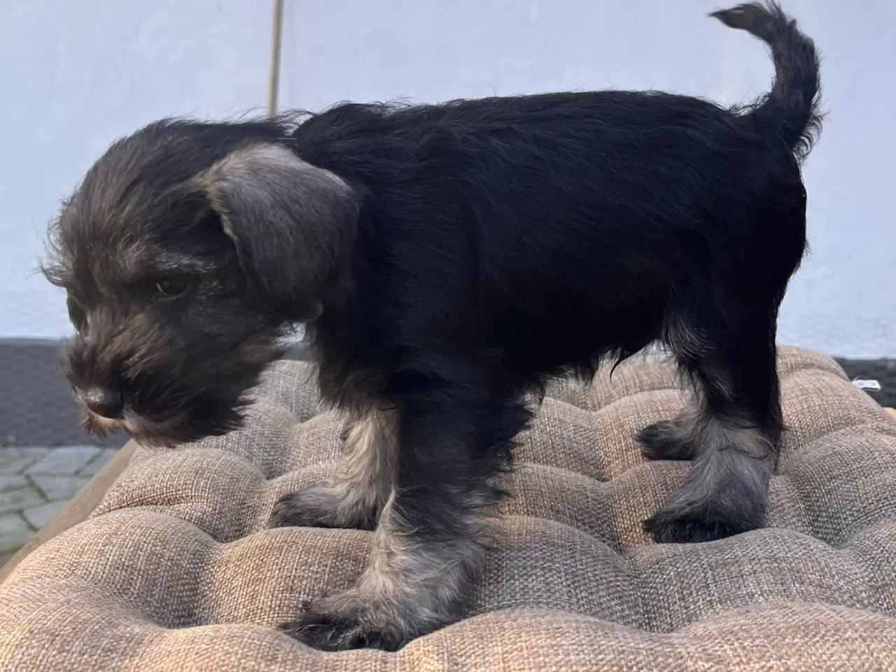 Billede 6 - Dværgschnauzer hvalpe – klar til nyt hjem 15/11-20