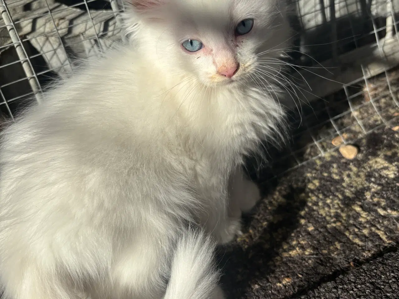 Billede 4 - Maine Coon killinger 