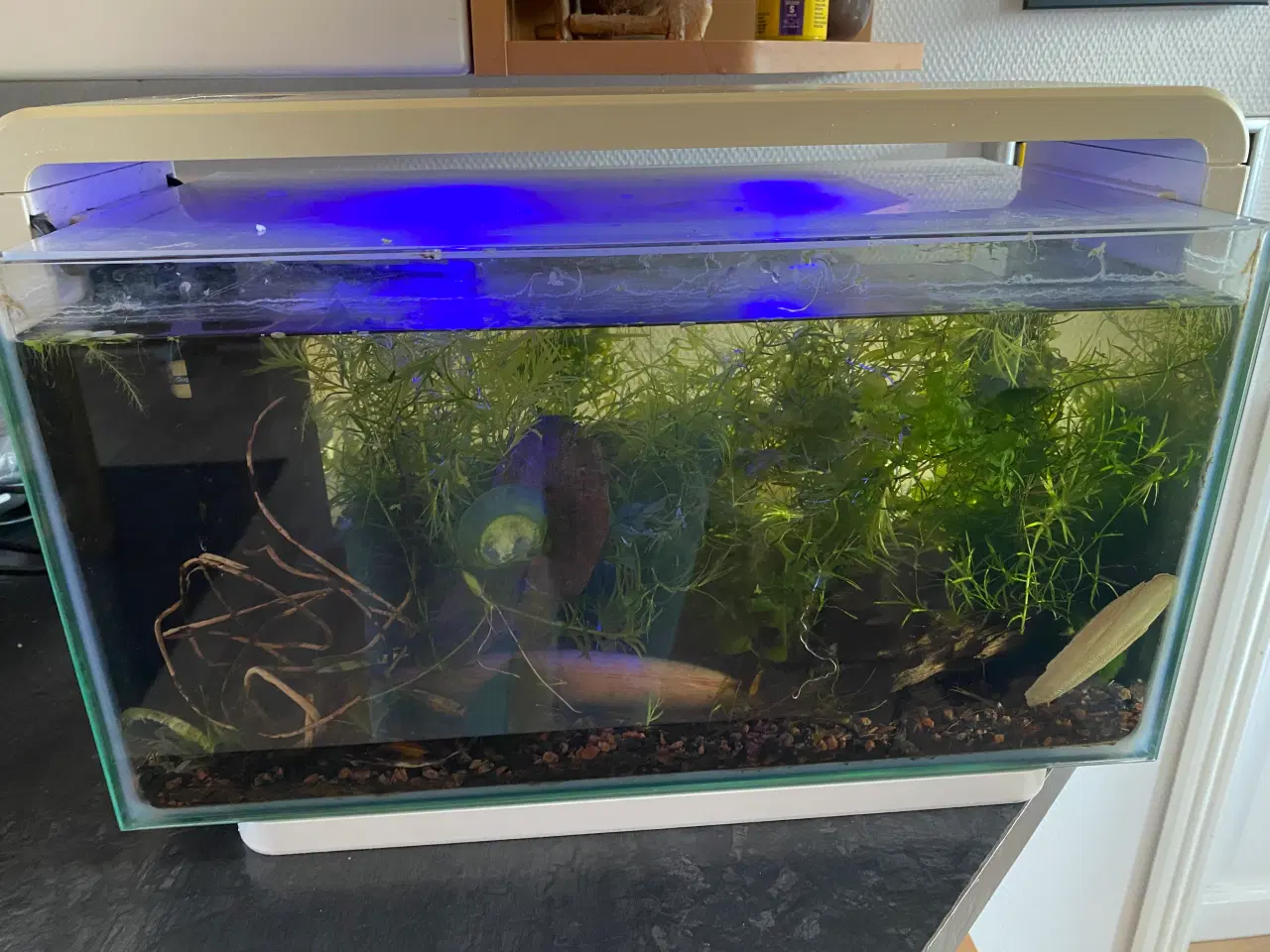 Billede 2 - Akvarie SuperFish Home med rejer og planter